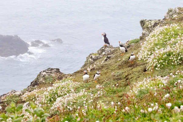 Beautiful Atlantic Puffin Photographed Wild Island Coast — Stock Photo, Image