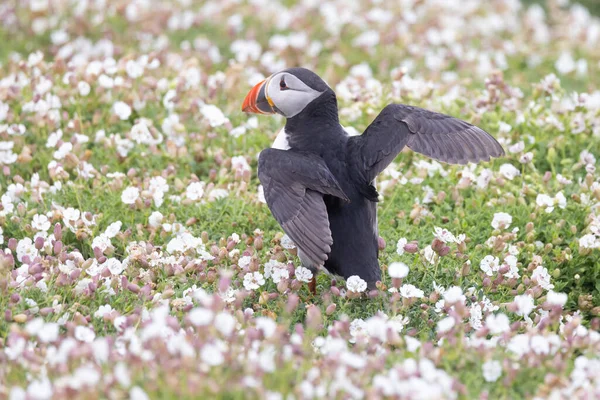 Gyönyörű Atlanti Puffin Fényképezte Vadonban Egy Szigeten Partjainál Egyesült Királyság — Stock Fotó