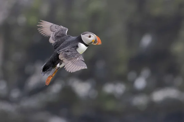 Der Schöne Atlantische Papageitaucher Freier Wildbahn Auf Einer Insel Vor — Stockfoto