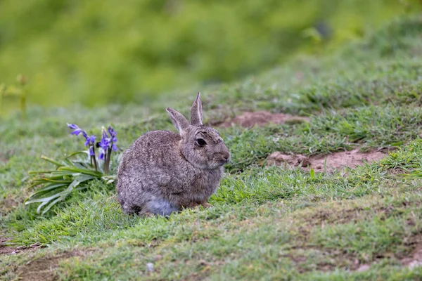 Lone Wild Rabbit Amongst Flowers Early Summer — ストック写真