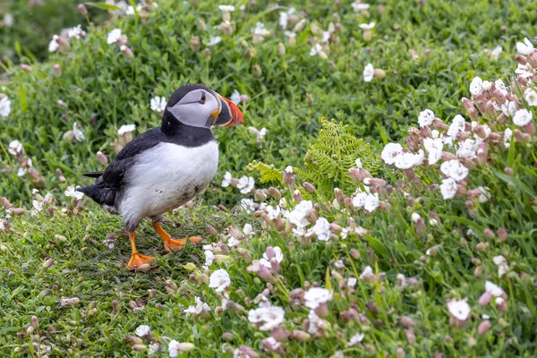 Gyönyörű Atlanti Puffin Fényképezte Vadonban Egy Szigeten Partjainál Egyesült Királyság — Stock Fotó