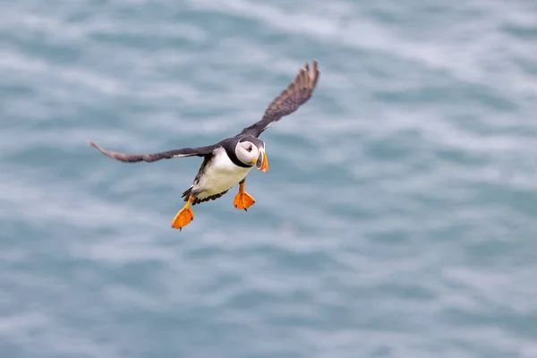 Der Schöne Atlantische Papageitaucher Freier Wildbahn Auf Einer Insel Vor — Stockfoto