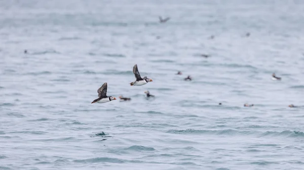 Beautiful Atlantic Puffin Photographed Wild Island Coast — Foto de Stock