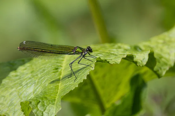 Egy Gyönyörű Női Sávos Demoiselle Damselfly Calopteryx Pompás Nyugszik Egy — Stock Fotó