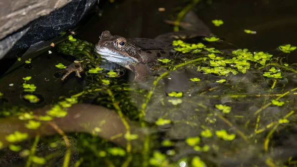 Common Frog Rana Temporaria Garden Pond — Stock fotografie