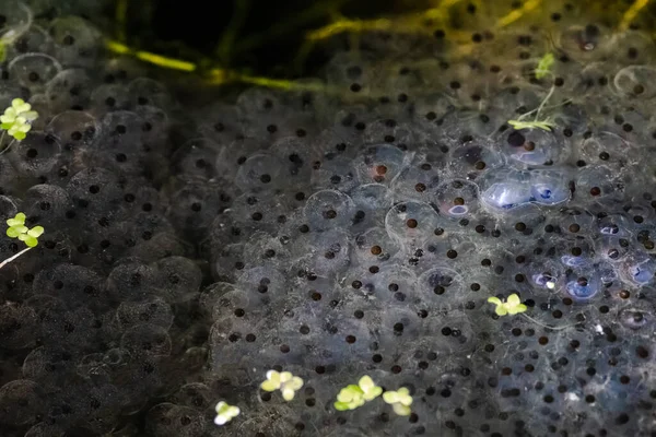 Common Frog Rana Temporaria Garden Pond — 스톡 사진