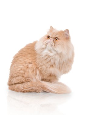 beyaz zemin üzerine Fars kedisi.