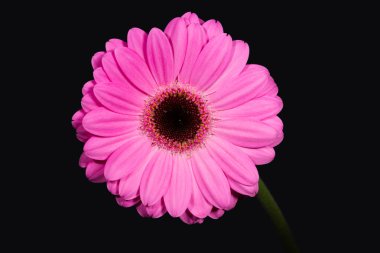 siyah arka plan üzerinde büyük ve parlak pembe gerbera.