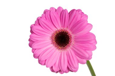 beyaz zemin üzerinde büyük ve parlak pembe gerbera.