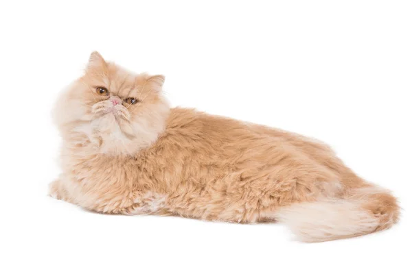 Farsça beyaz zemin üzerine oturan kedi. — Stok fotoğraf
