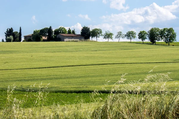 Colline Verte Dans Campagne Toscane Italie — Photo