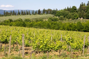 Üzüm Toskana manzara