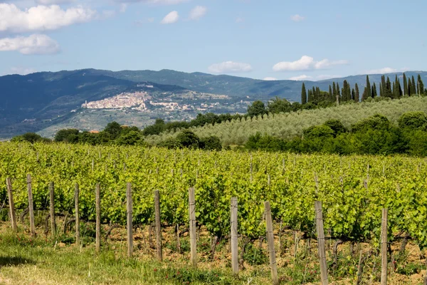 Vinice před cortona — Stock fotografie