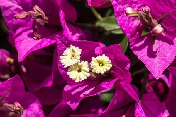 Background Bougainvilleas Flowers — Stock Photo, Image