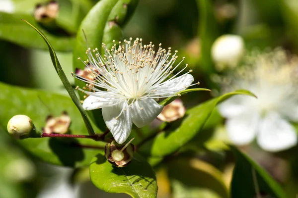 Myrtle blomma — Stockfoto