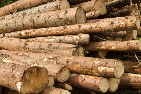 Woodpile Świeżo Ściętego Drewna — Zdjęcie stockowe
