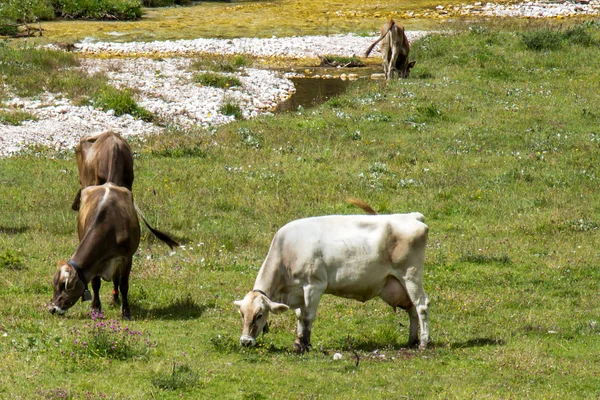 Pastoreo de bovinos —  Fotos de Stock