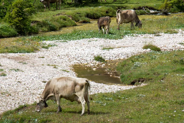 Pastoreo de bovinos —  Fotos de Stock