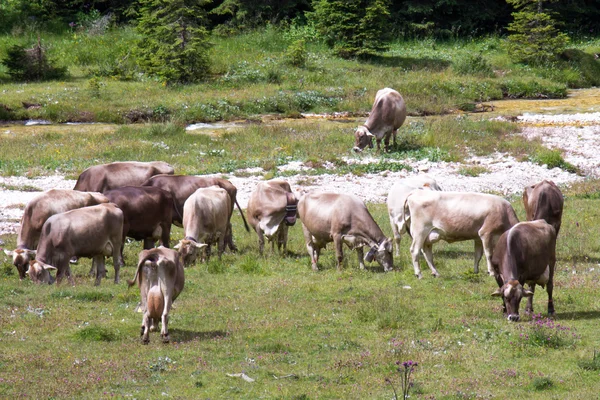 Bovinos a pastorear — Fotografia de Stock