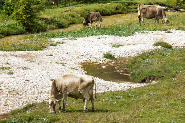 Випасу худоби великої рогатої худоби — стокове фото