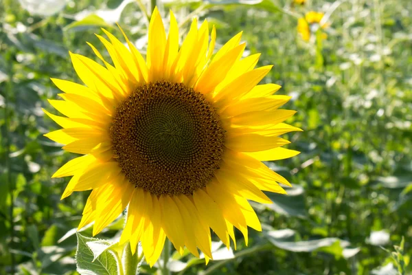 Bir tarlada ayçiçeği — Stok fotoğraf