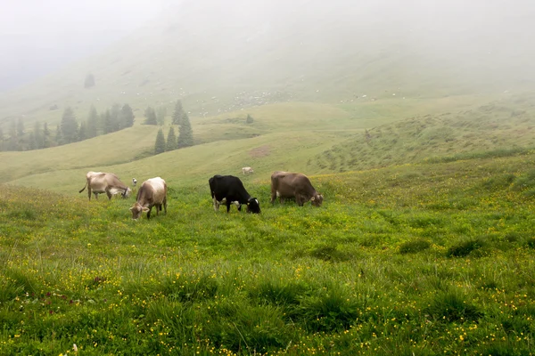 Пасущиеся коровы — стоковое фото
