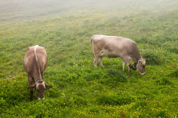 Vacas pastando —  Fotos de Stock