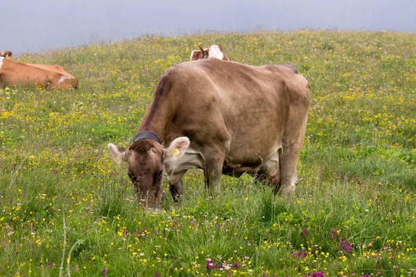 Cows grazing — Stock Photo, Image