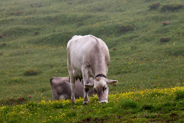 Cows grazing — Stock Photo, Image