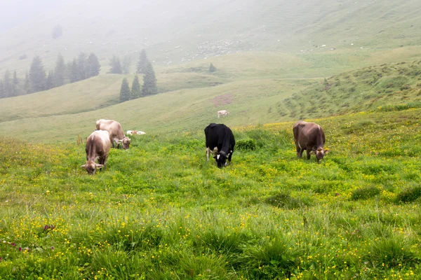 Pastagem de vacas — Fotografia de Stock