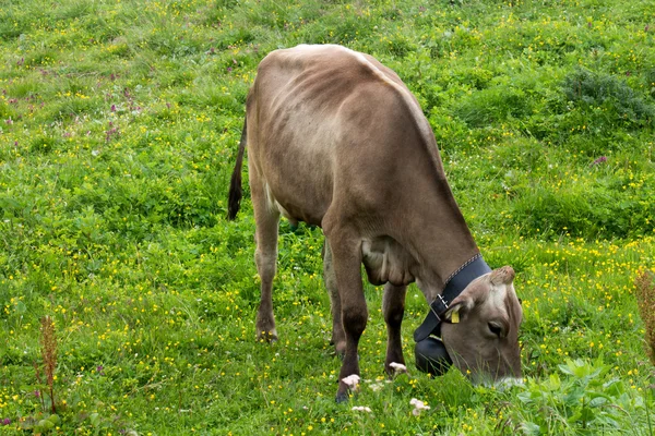 Pascolo di mucca — Foto Stock