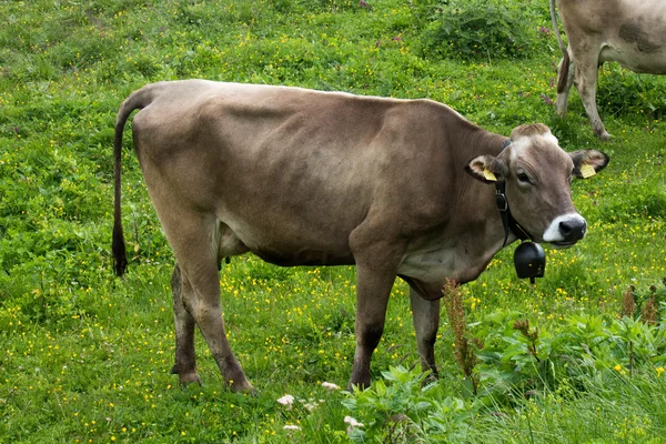 Vaches Broutant Dans Les Montagnes Verdoyantes Avec Brouillard — Photo