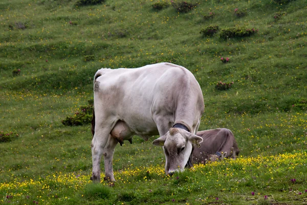 放牧牛 — 图库照片