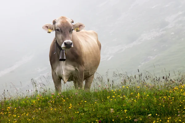 Cow grazing — Stock Photo, Image