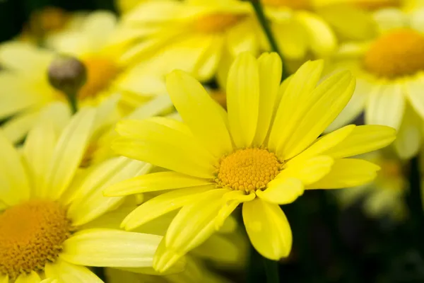Fechar da flor de Arnica Imagens Royalty-Free