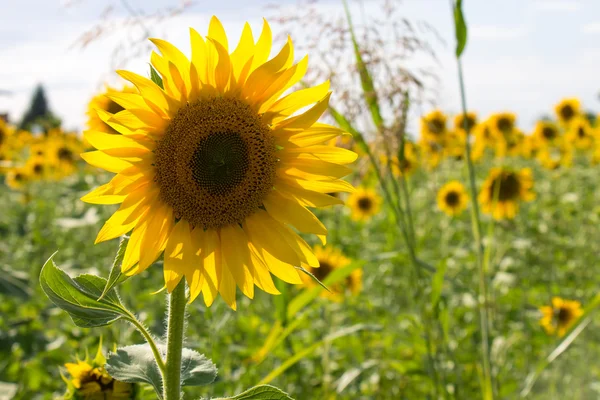 Sonnenblume auf einem Feld — Stockfoto