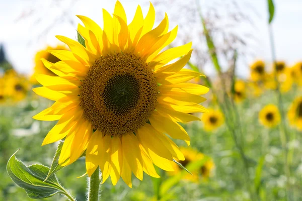 Gros Plan Beau Tournesol Dans Champ — Photo