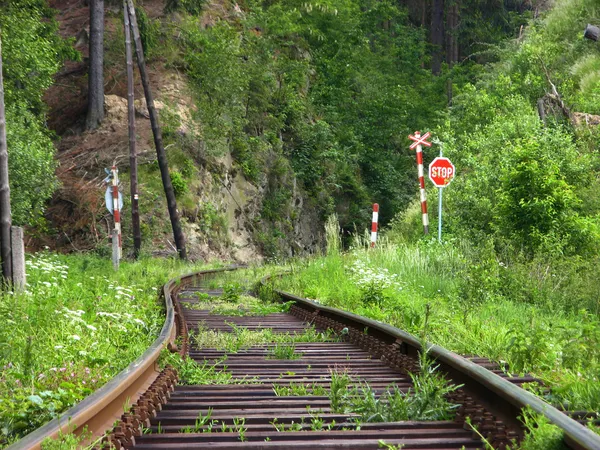 Железные дороги в лесу — стоковое фото