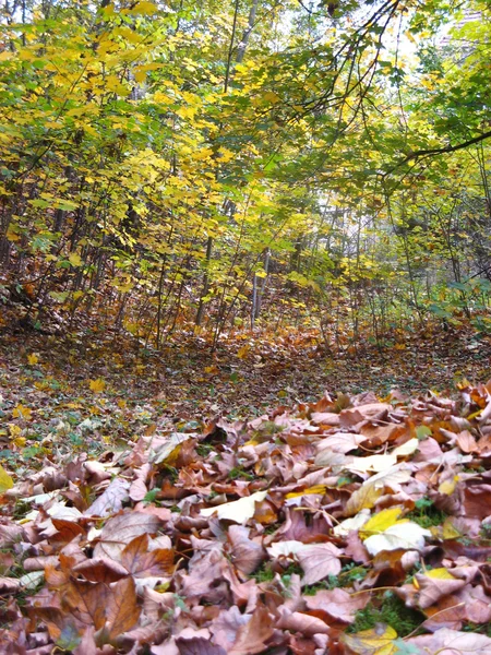 Bosque en otoño —  Fotos de Stock