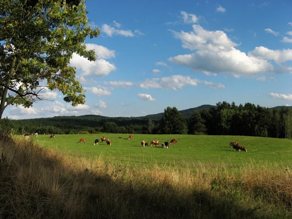 Koeien en stieren — Stockfoto