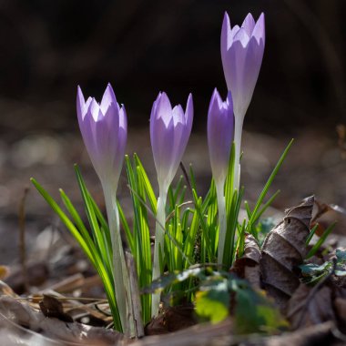 Mart 'ta düşen yapraklarda açık çiçek