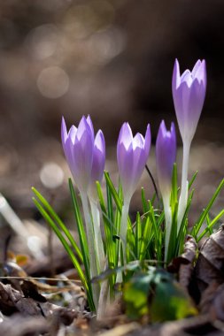 Mart 'ta düşen yapraklarda açık çiçek