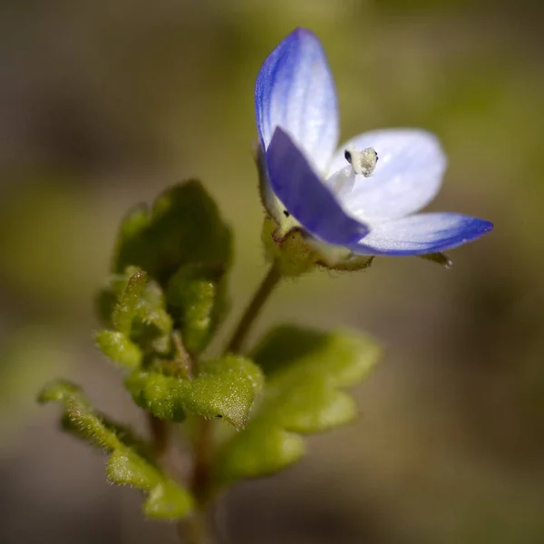 Blue Flower Germander Speedwell Veronica Chamaedrys Sunset Light — Stock Photo, Image
