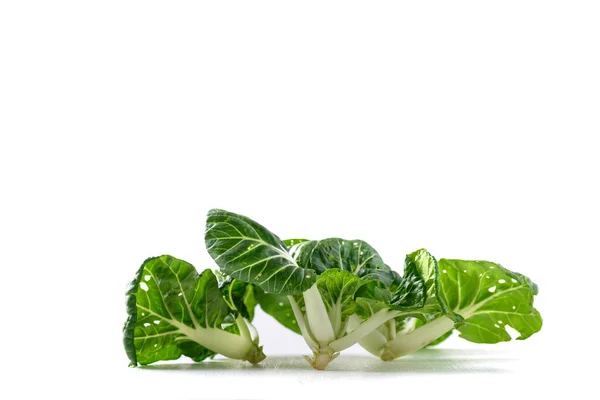 Frischer Weißer Bio Bok Choy Oder Pak Choi Chinakohl Auf — Stockfoto