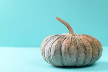 Açık mavi arka planda organik Asya balkabağı