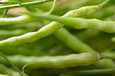 Fare kuyruğu turpu, Yılan turpu veya kuyruk turpu (Raphanus caudatus), Güneydoğu Asya 'da yenilebilir tohumlar, Kuzey Tayland' da gıda malzemeleri