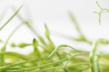 Fare kuyruğu turpu, Yılan turpu veya kuyruk turpu (Raphanus caudatus), Güneydoğu Asya 'da yenilebilir tohumlar, Kuzey Tayland' da gıda malzemeleri