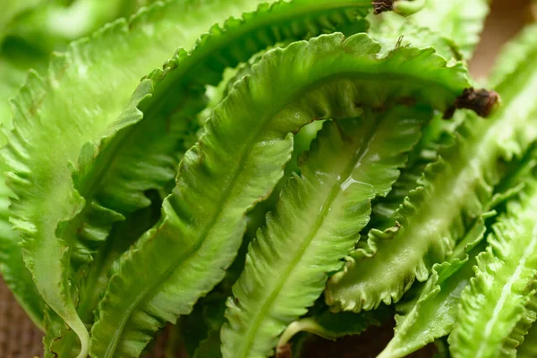 Close Feijão Alado Verde Legumes Orgânicos — Fotografia de Stock