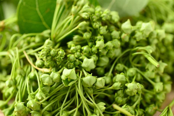 Dregea Volubilis Flower Jedlé Květiny Místního Trhu Farmářů Letní Sezóně — Stock fotografie