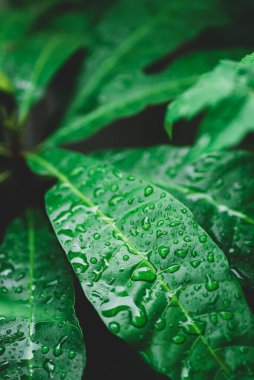 Bahçede su damlası olan yeşil yaprak